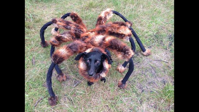 mutant giant spider dog costume