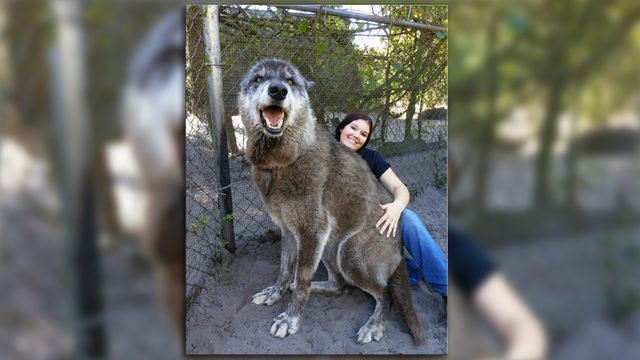 Meet Yuki: Giant Florida wolfdog who's taken internet by storm