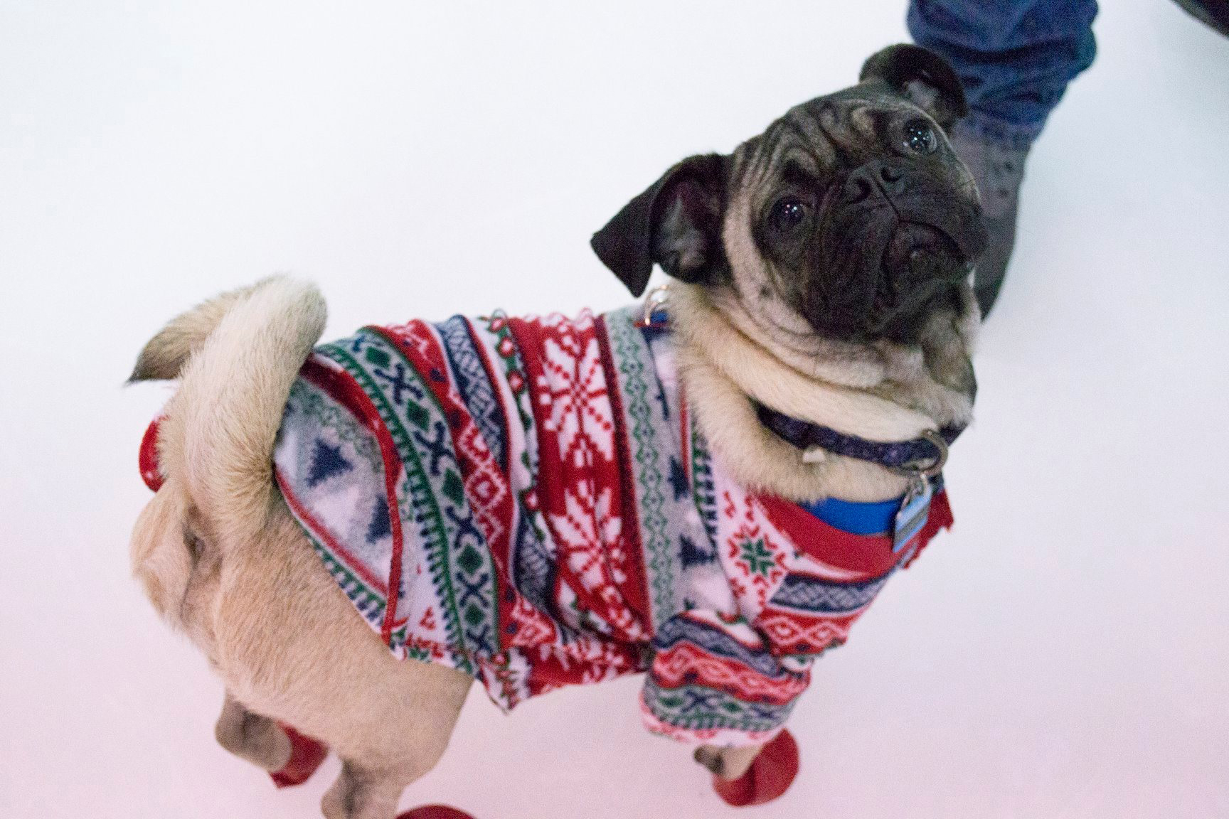 humane society dog jacket