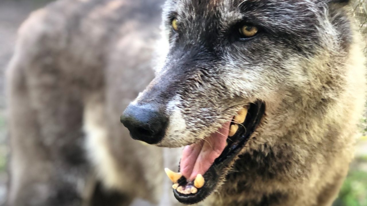 Meet Yuki: Giant Florida wolfdog who's taken internet by storm