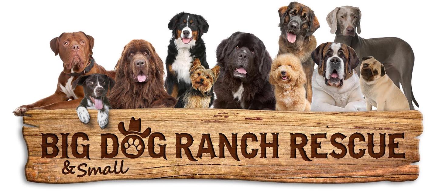 118 Dogs Rescued 2 Arrested In Suwannee County Animal Cruelty Investigation