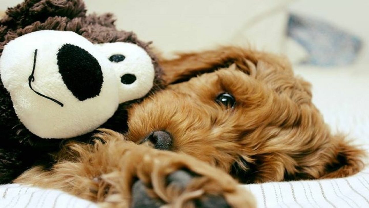 Why Do Dogs Bury Socks