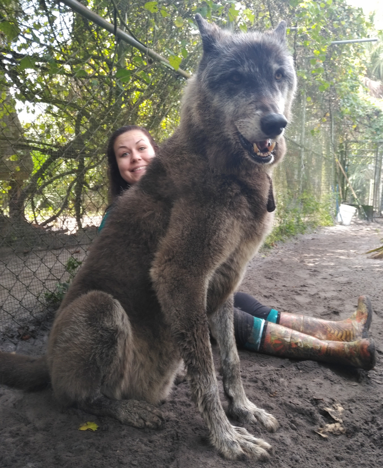 Meet Yuki: Giant Florida wolfdog who's taken internet by storm