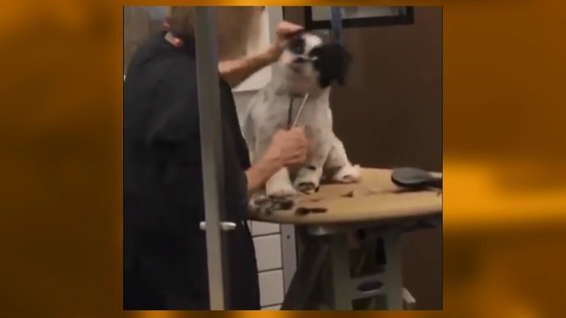 dog thermometer petsmart