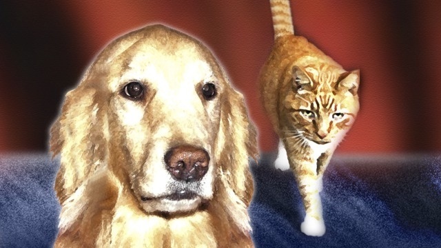 How To Protect Your Pets From Holiday Hazards