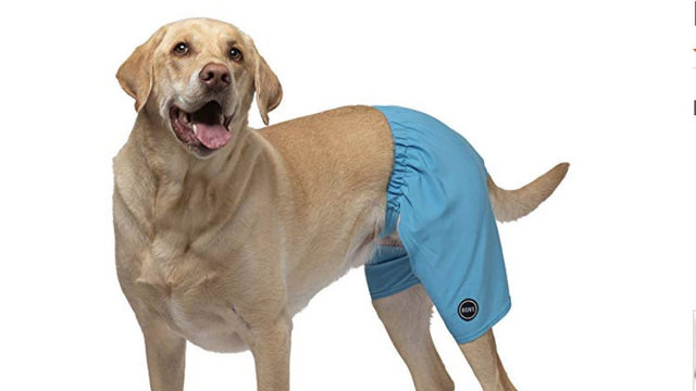 stuff your own dog bed